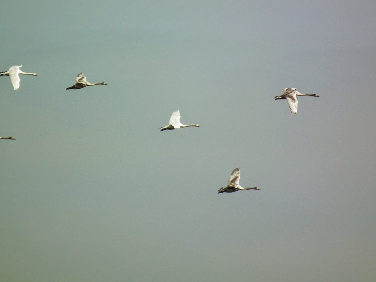 Mute Swan - ML645401219