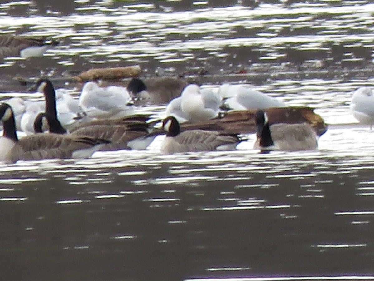 Cackling Goose - ML645401220