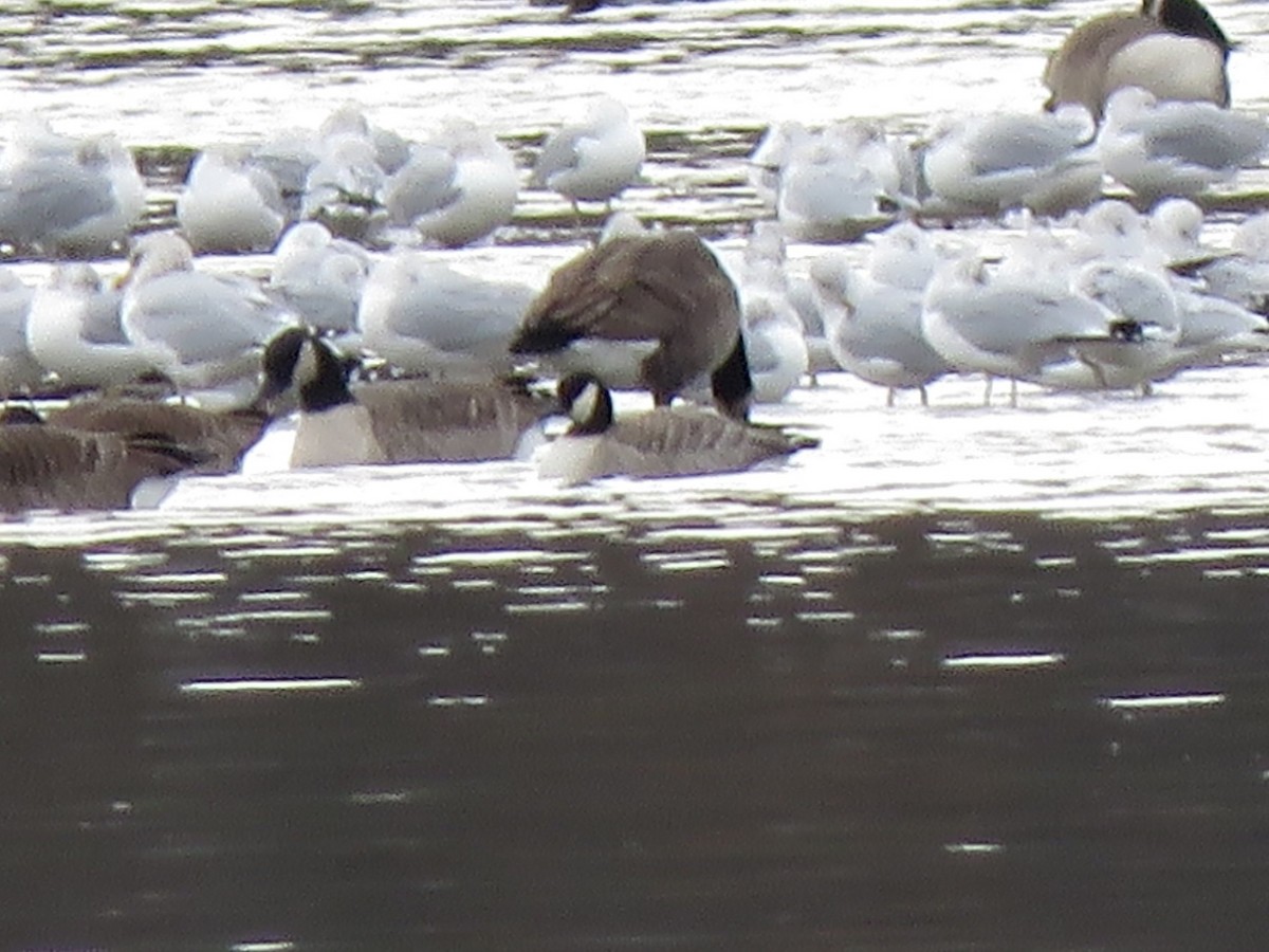 Cackling Goose - ML645401221