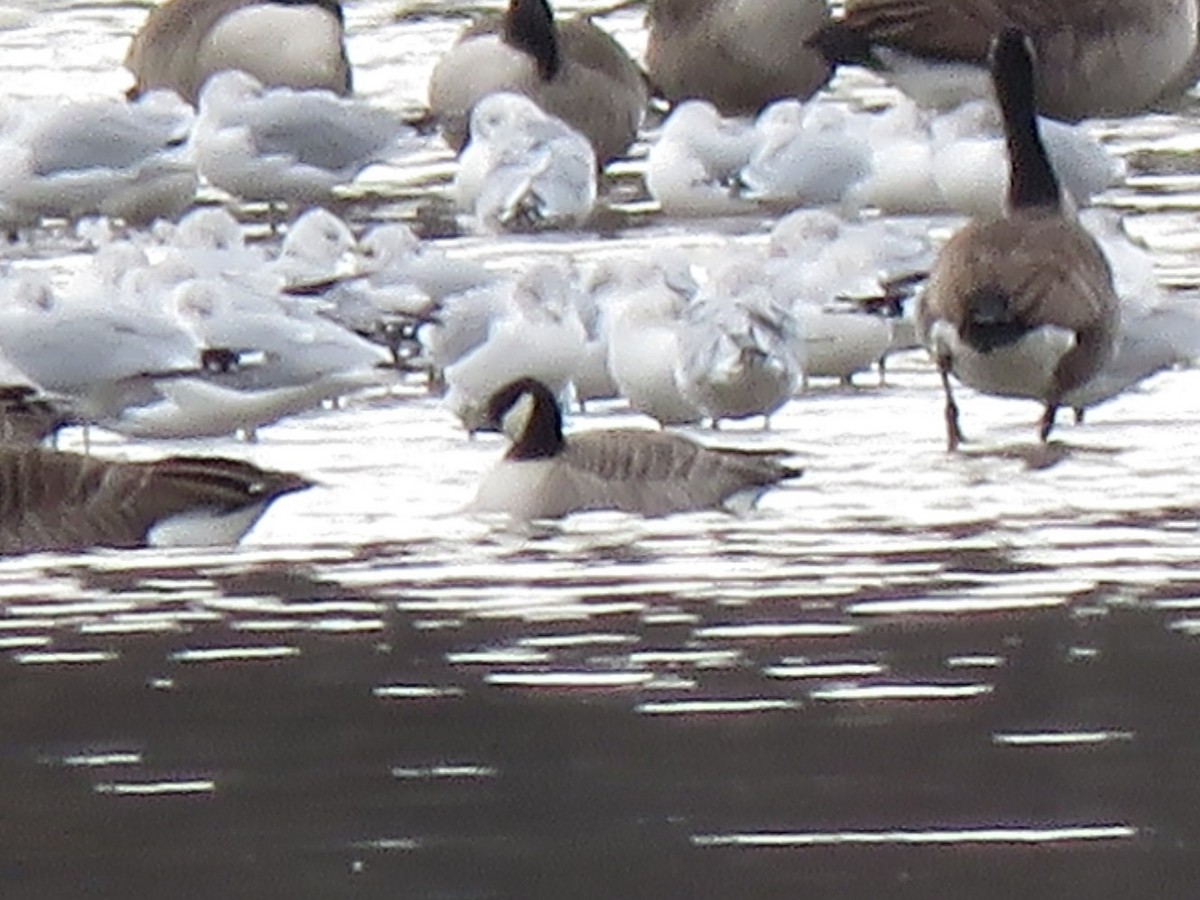 Cackling Goose - ML645401222