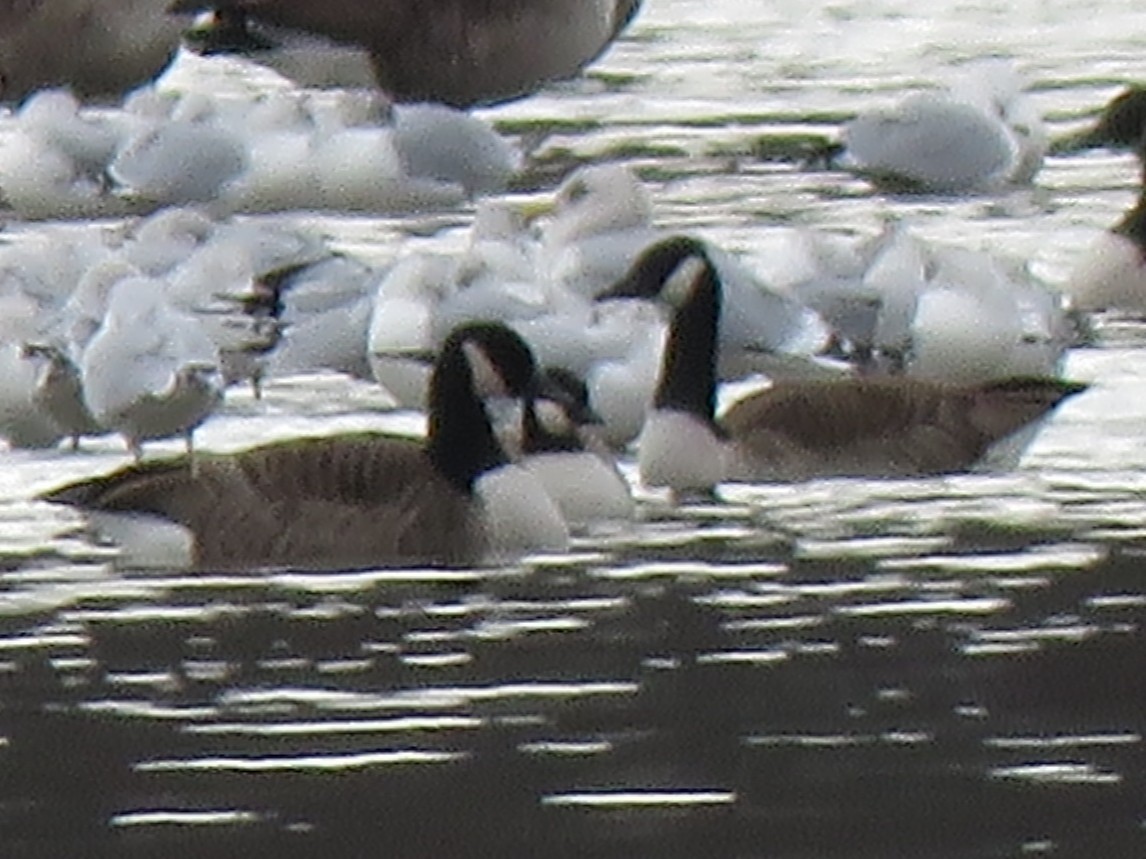 Cackling Goose - ML645401223