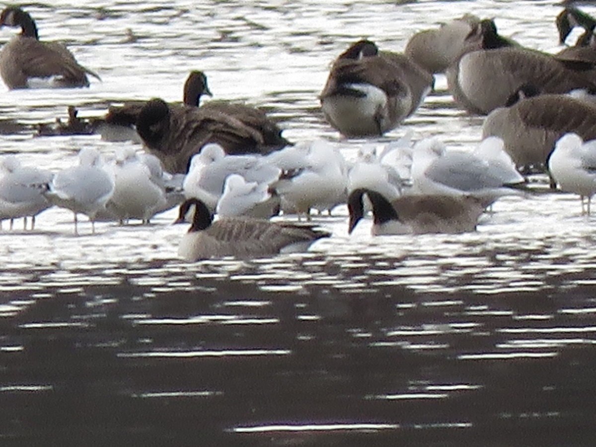 Cackling Goose - ML645401224