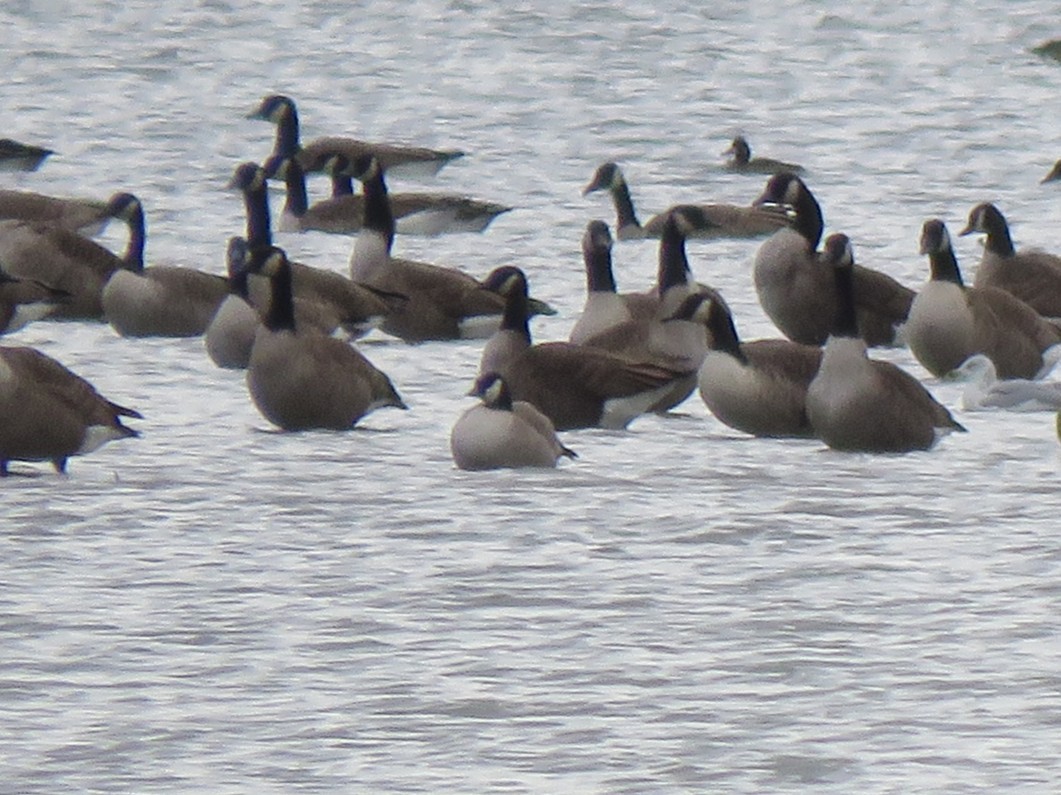 Cackling Goose - ML645401225