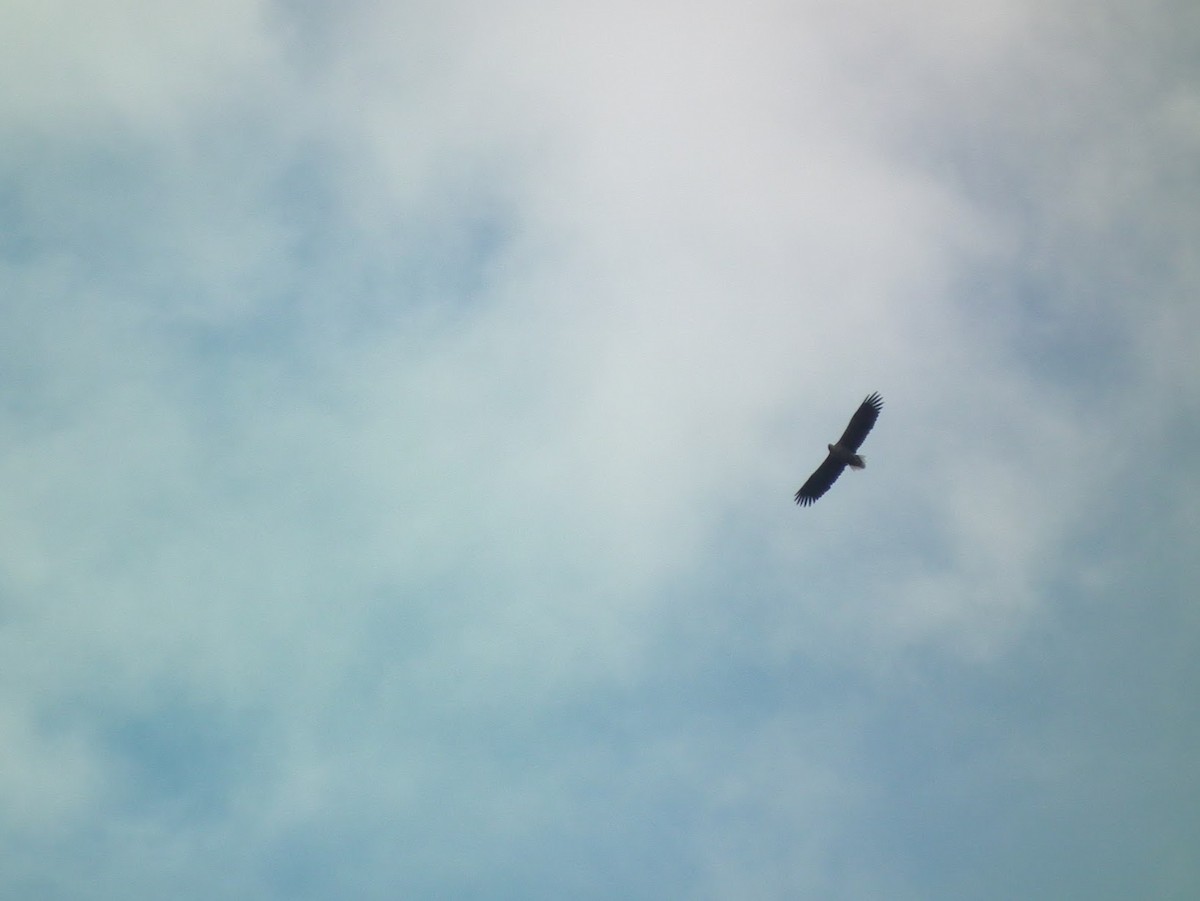 White-tailed Eagle - ML645401232