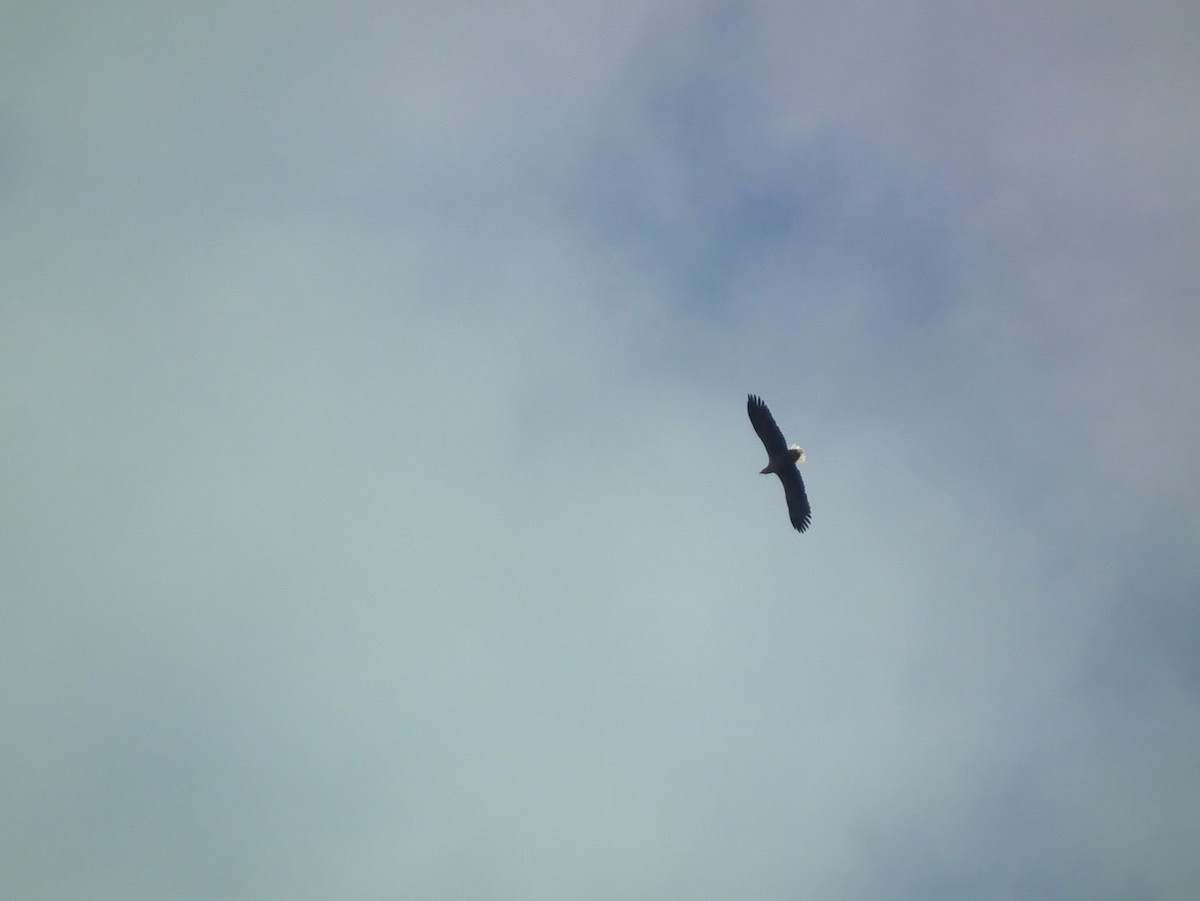 White-tailed Eagle - ML645401233