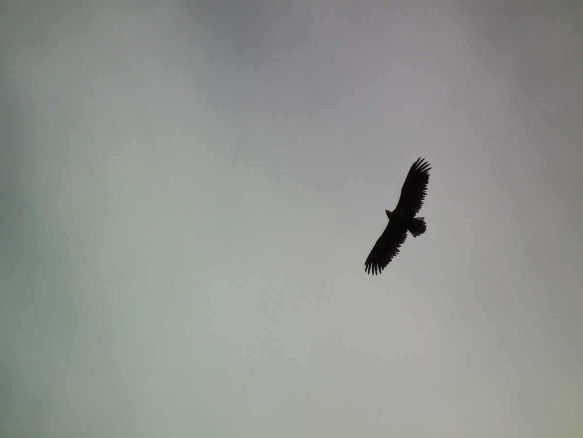 White-tailed Eagle - ML645401234