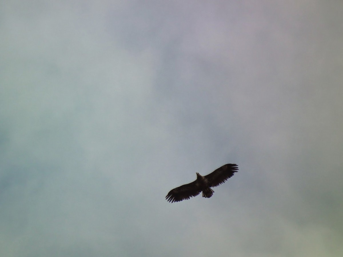 White-tailed Eagle - ML645401235