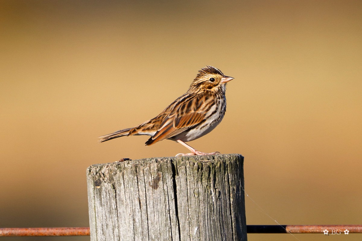Bruant des prés - ML645401241