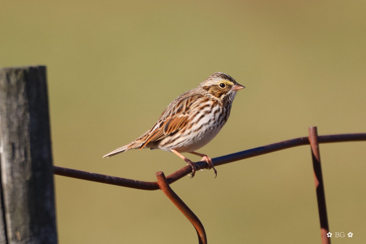 Bruant des prés - ML645401242