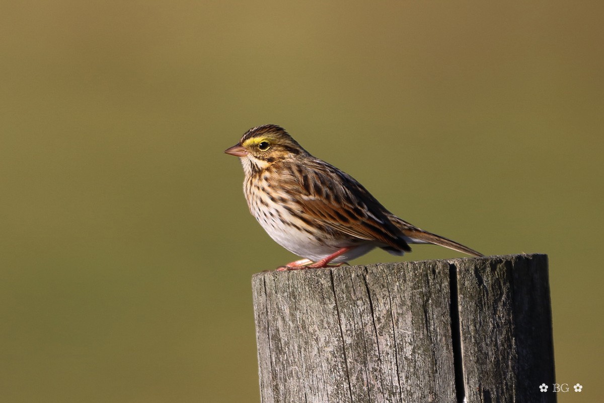 Bruant des prés - ML645401243