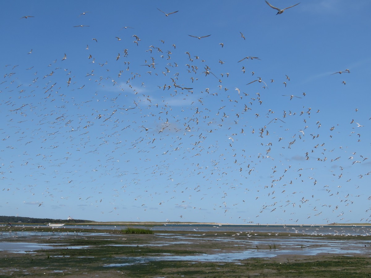 Common Tern - ML645401246