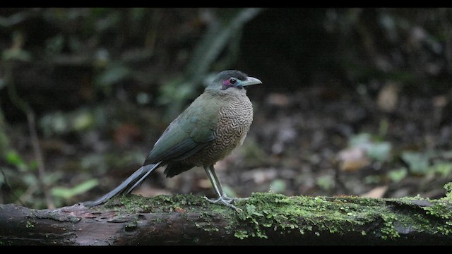 Зозуля-довгоніг суматранська - ML645401261