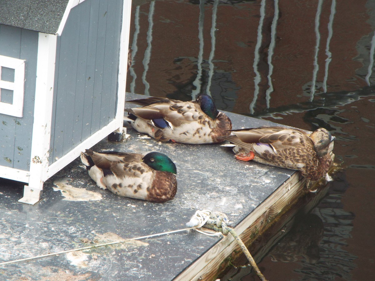 Mallard - ML645401264