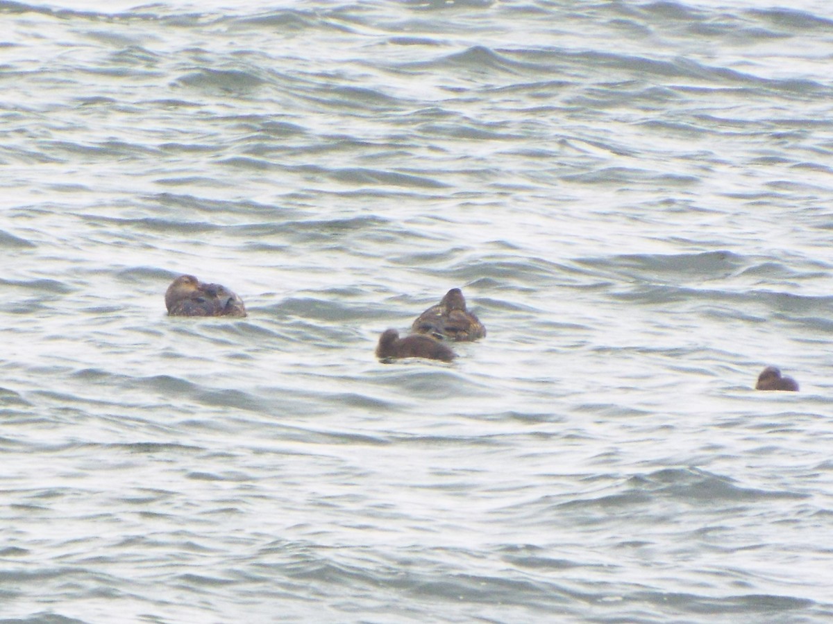 Common Eider (Dresser's) - ML645401267