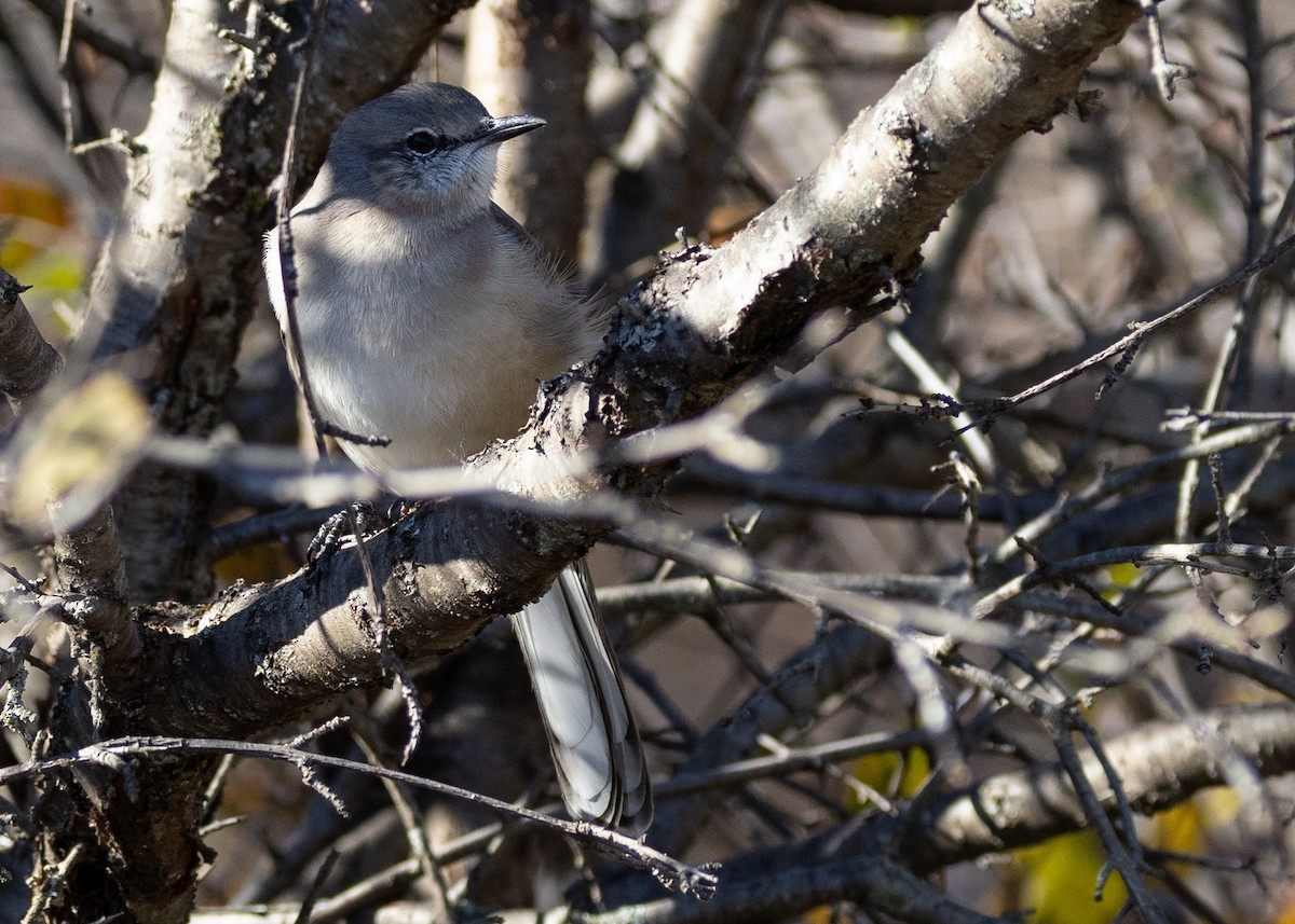 Northern Mockingbird - ML645401290