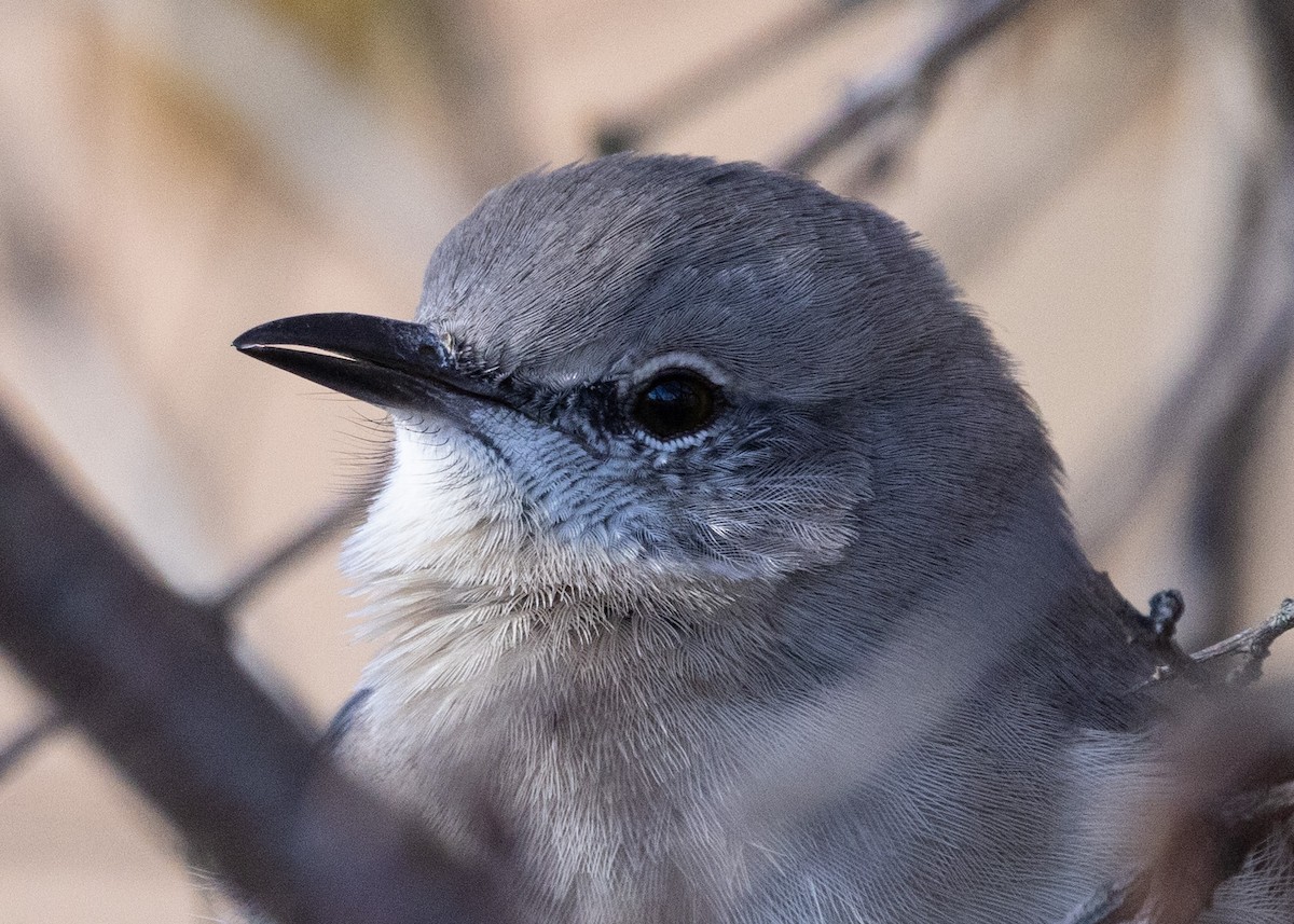 Northern Mockingbird - ML645401291