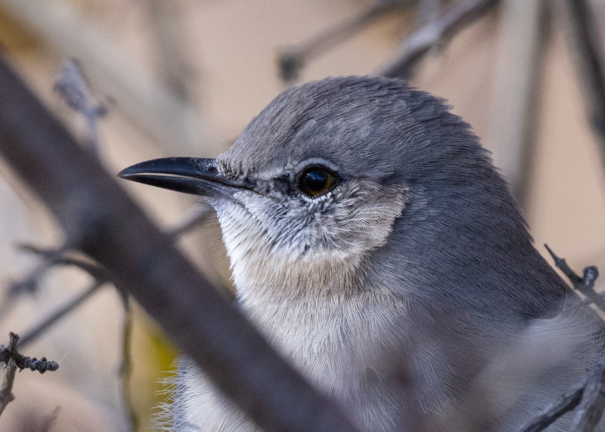 Northern Mockingbird - ML645401292