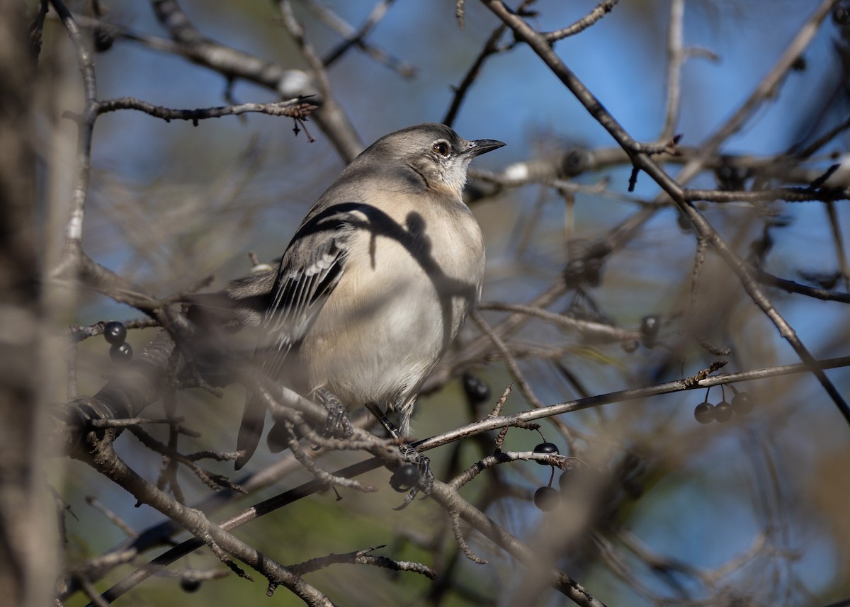 Northern Mockingbird - ML645401293