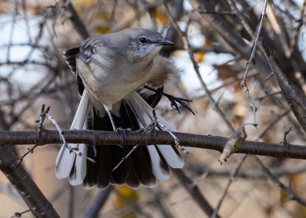 Northern Mockingbird - ML645401294