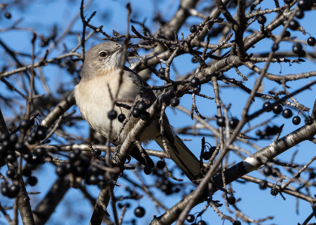 Northern Mockingbird - ML645401295