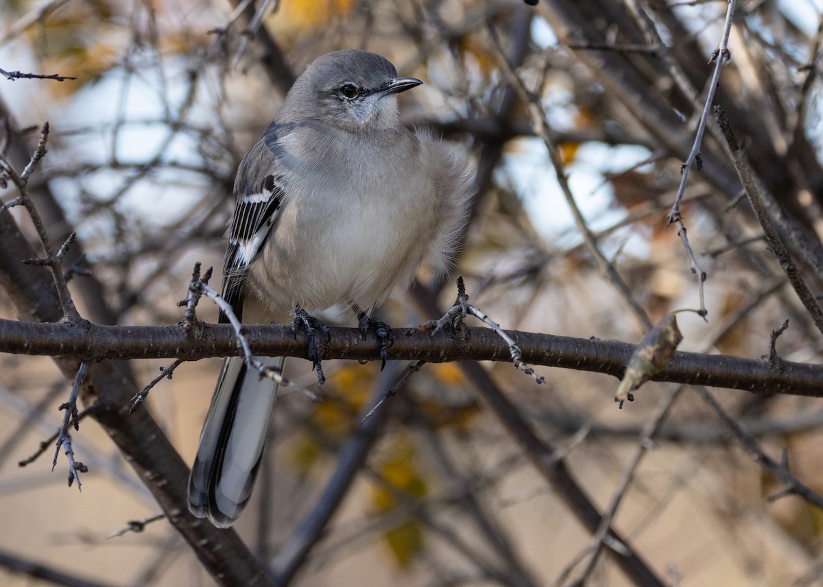 Northern Mockingbird - ML645401296