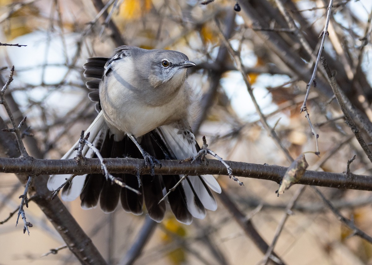 Northern Mockingbird - ML645401297