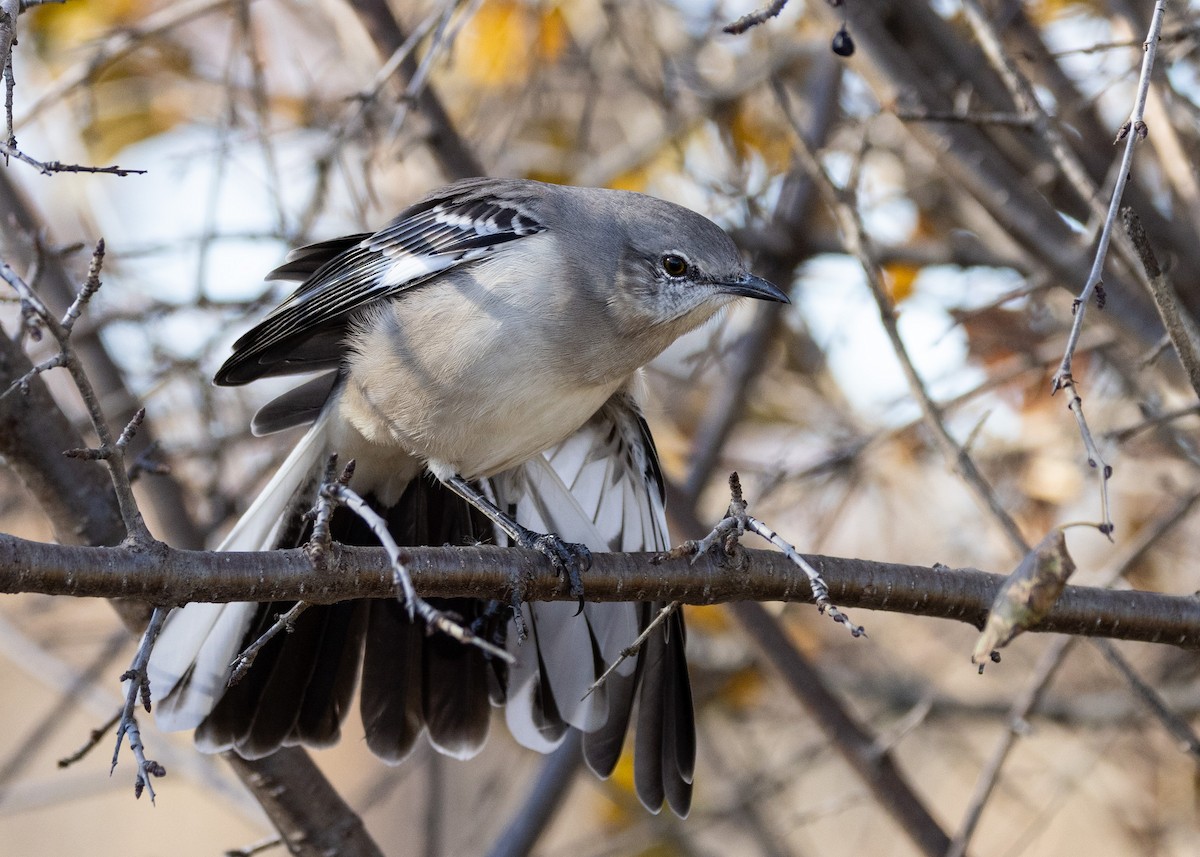 Northern Mockingbird - ML645401298