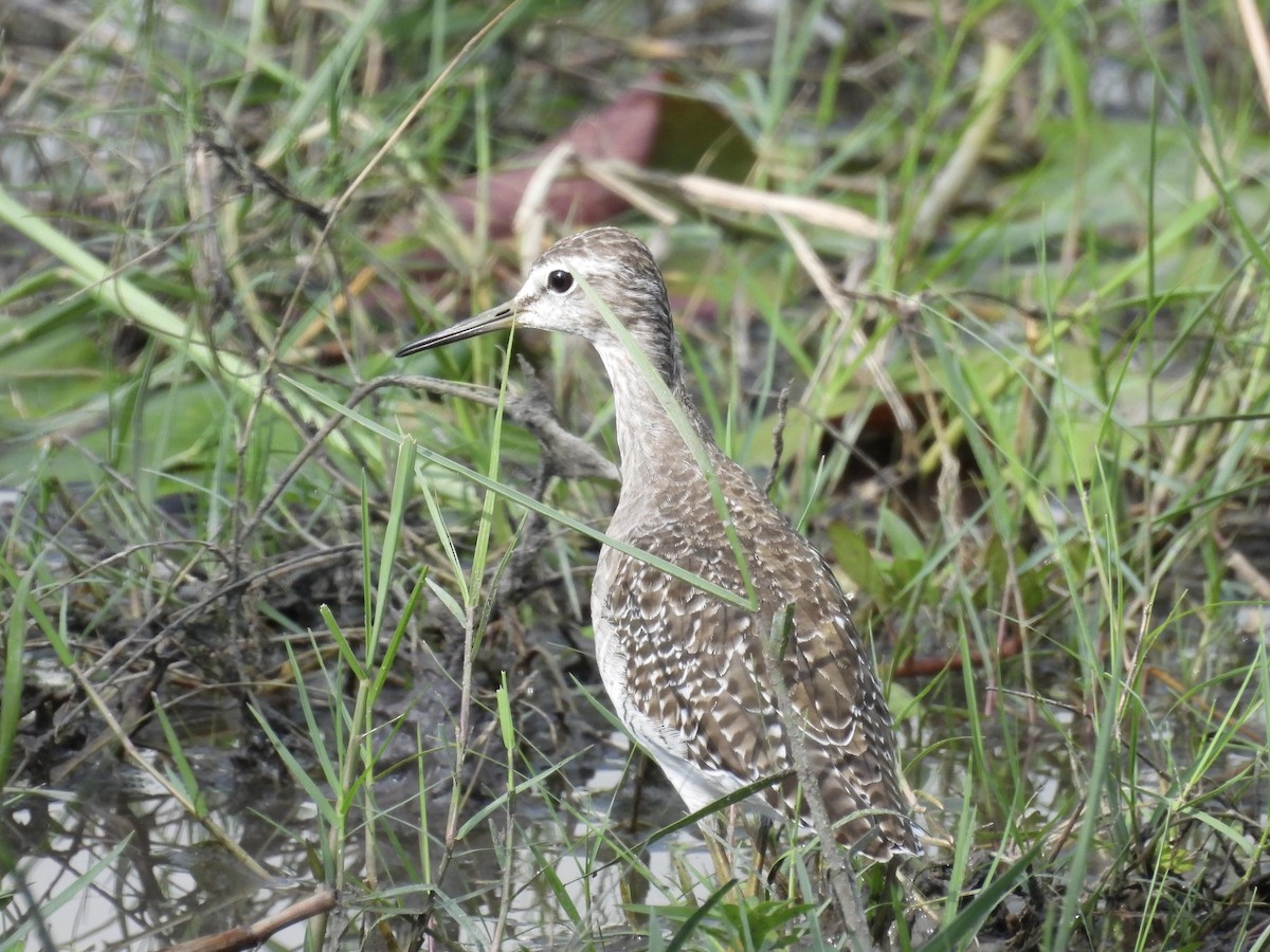 タカブシギ - ML645401316