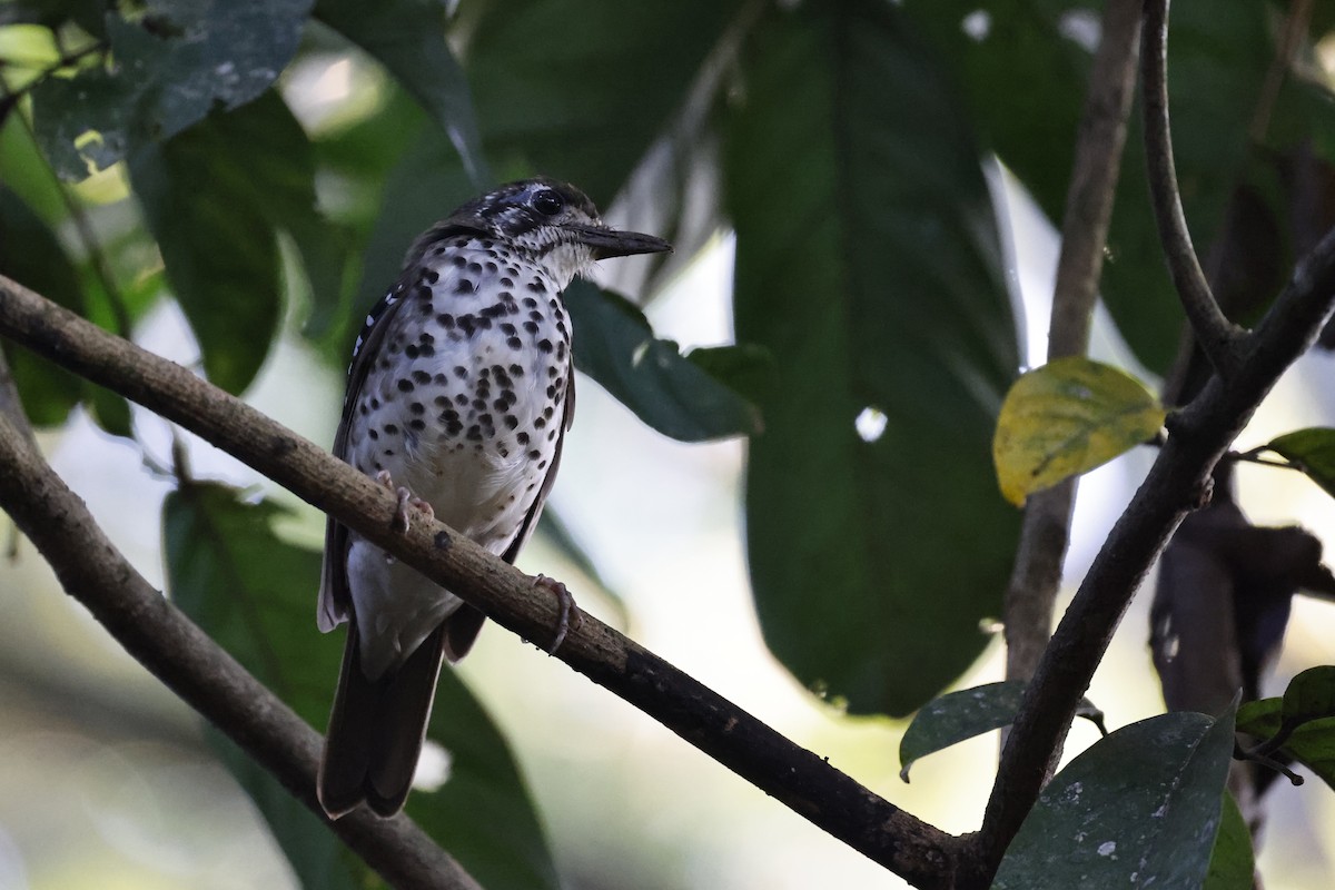 Spot-winged Thrush - ML645401330