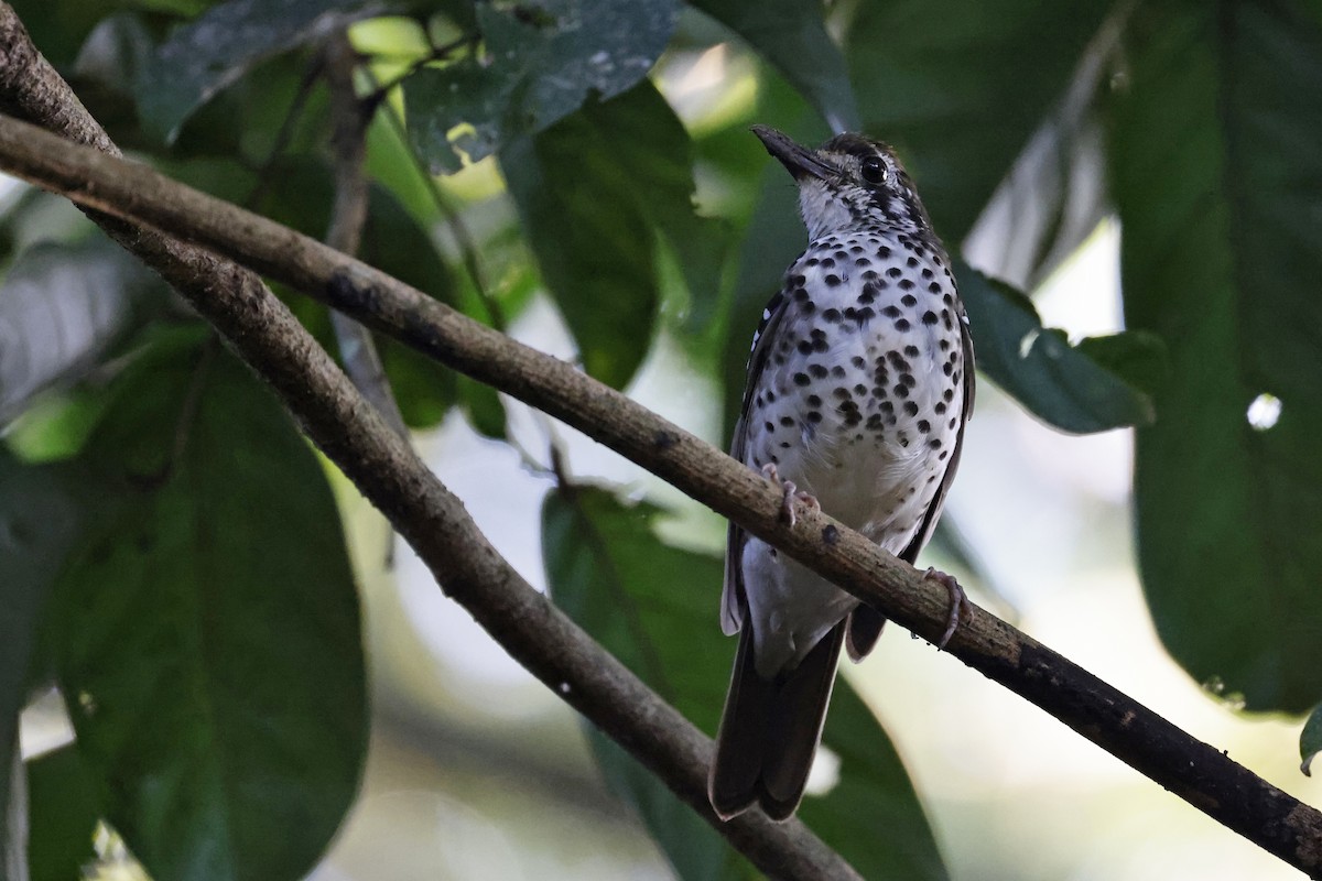 Spot-winged Thrush - ML645401331