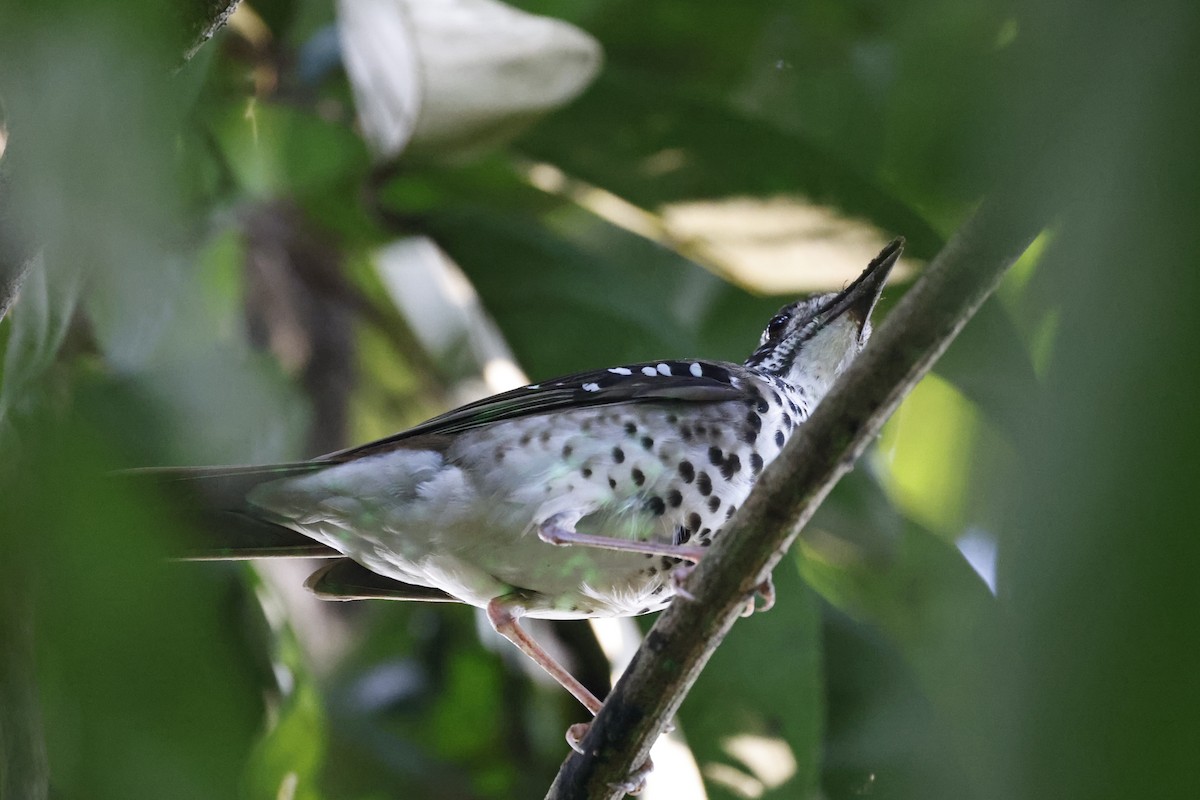 Spot-winged Thrush - ML645401332