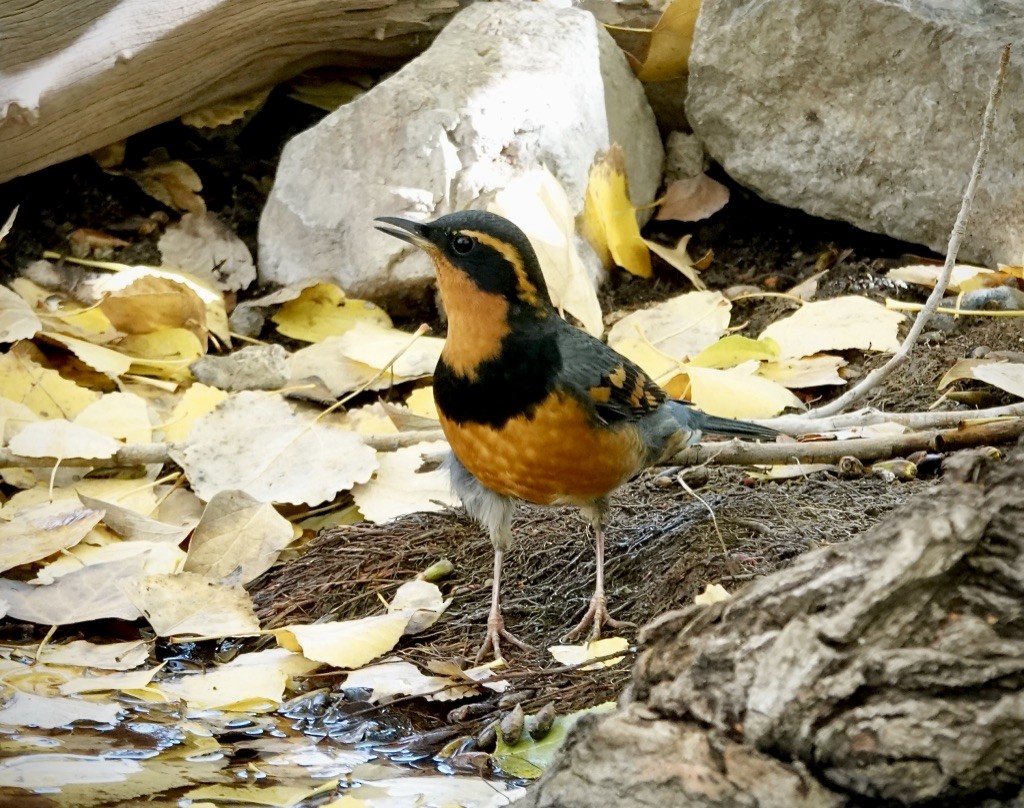 Halsbanddrossel - ML645401336