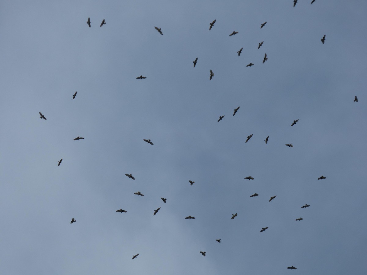 Канюк ширококрилий - ML645401341