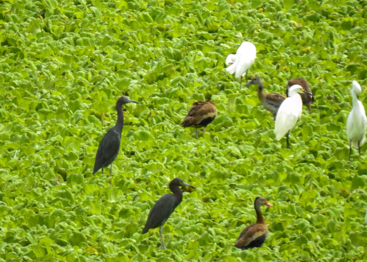 Little Blue Heron - ML645401347