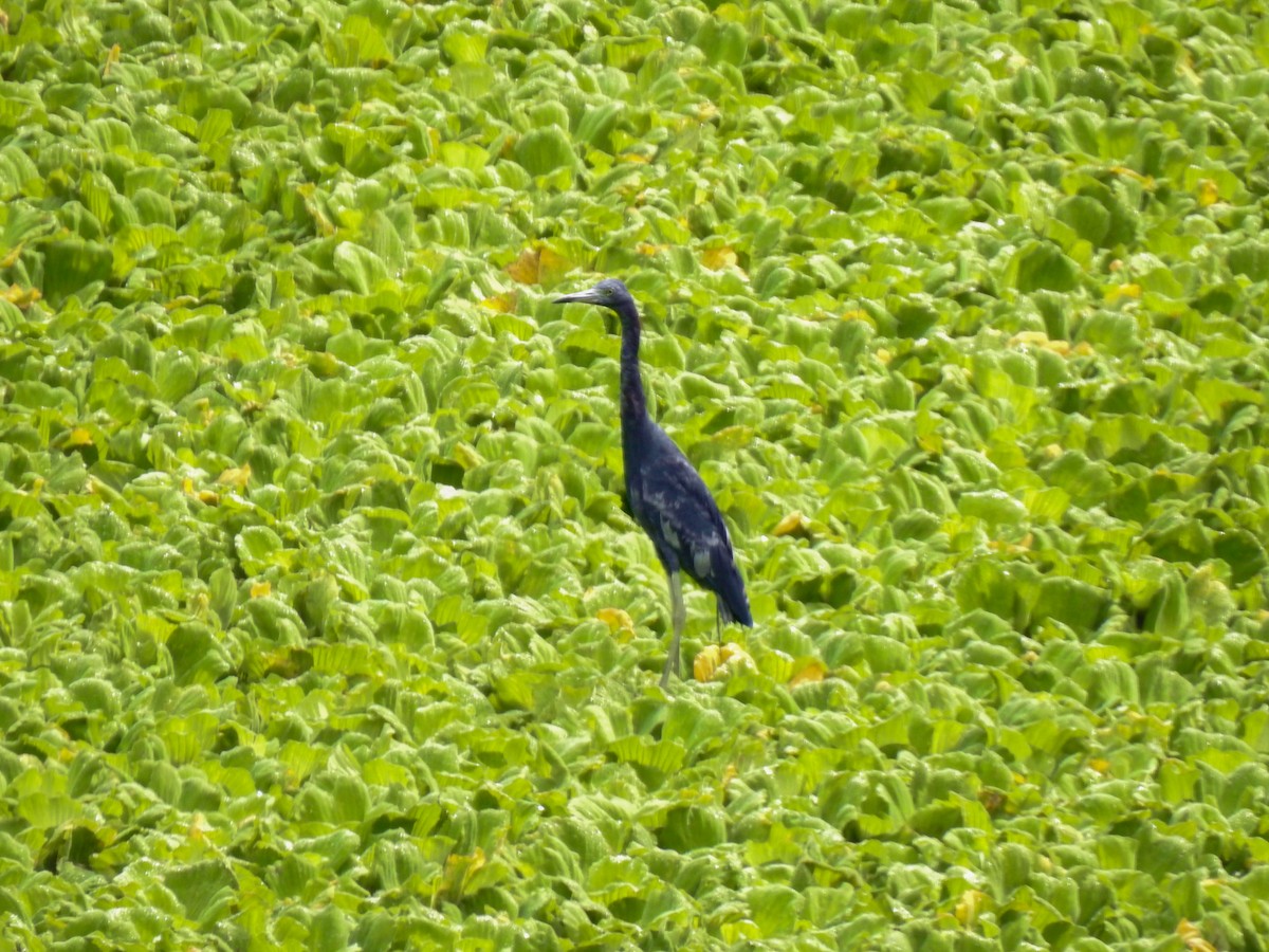 Little Blue Heron - ML645401348