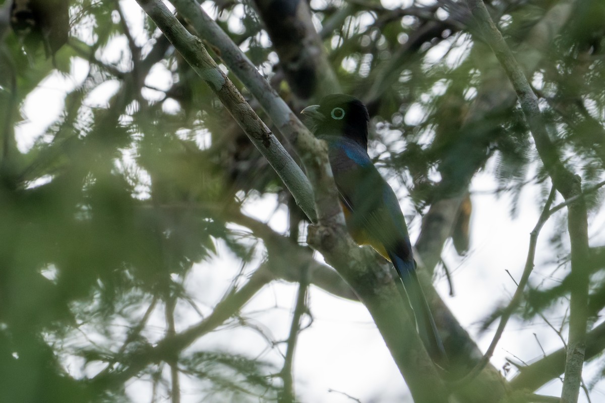eBird Checklist - 2 Nov 2025 - Cheers - 6 species