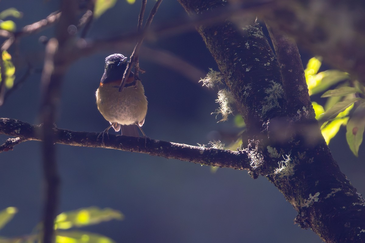 Collared Bush-Robin - ML645401359