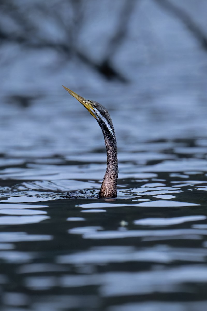 Australasian Darter - ML645401362