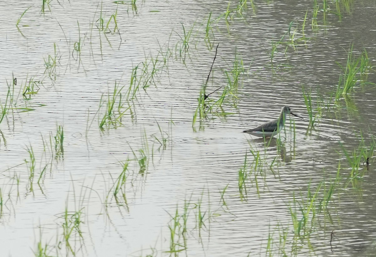 ביצנית אפורה - ML645401365