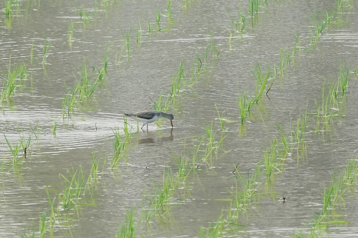 ביצנית אפורה - ML645401366