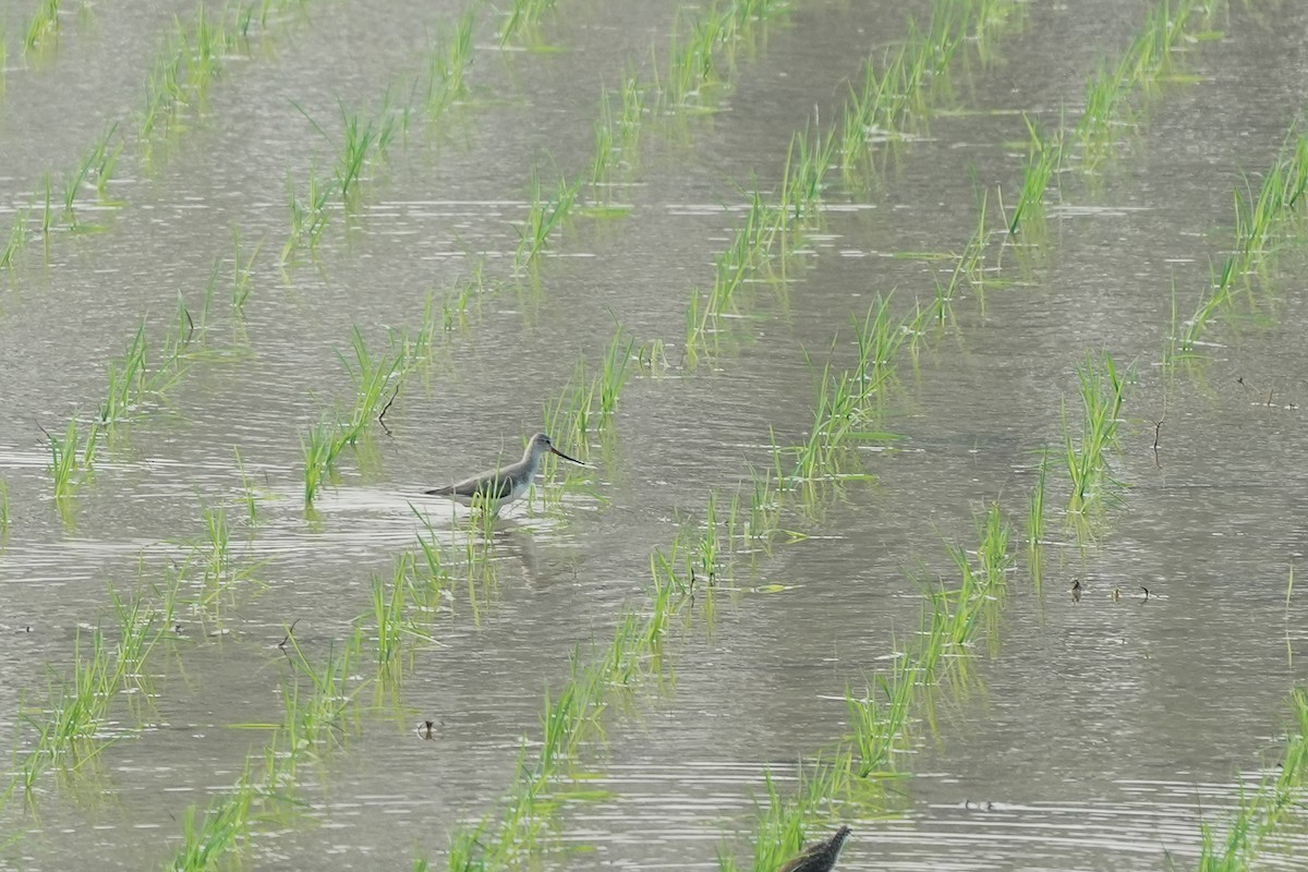 ביצנית אפורה - ML645401367