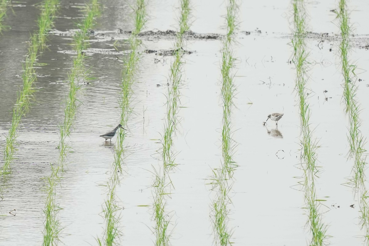 ביצנית אפורה - ML645401368
