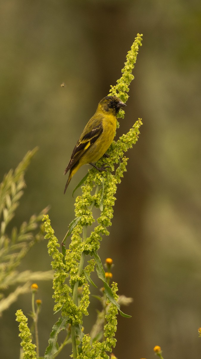 Hooded Siskin - ML645401371