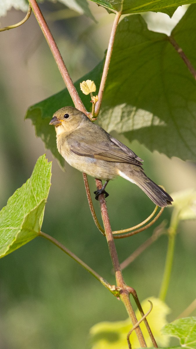 Double-collared Seedeater - ML645401374