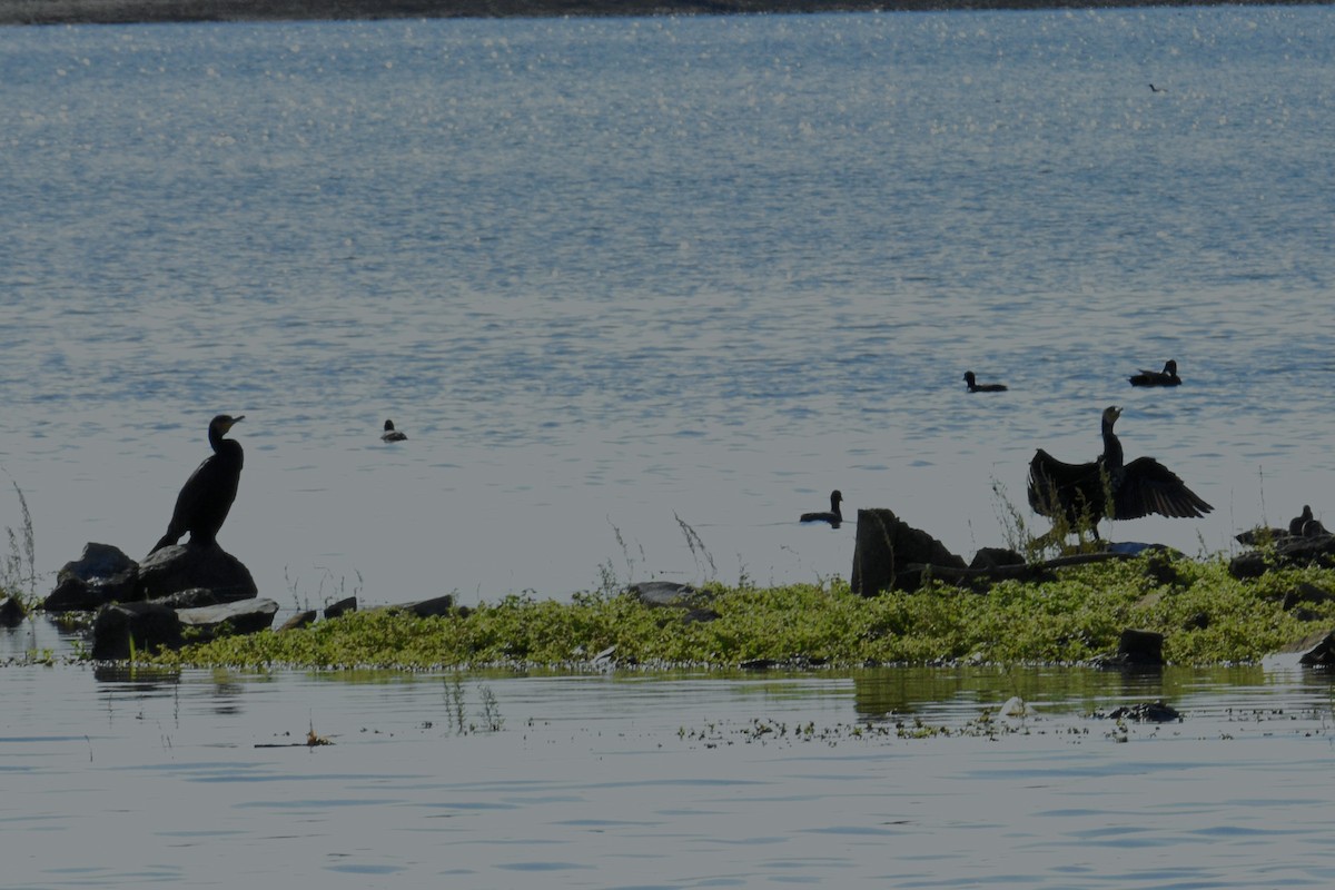 kormorán velký - ML645401391