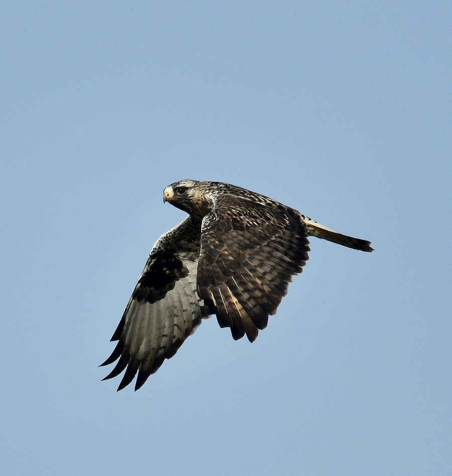 Rough-legged Hawk - ML645401394