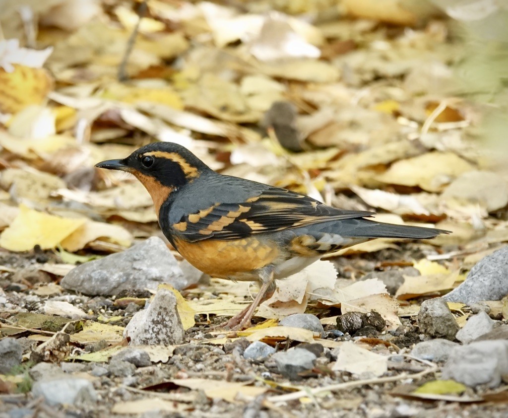 Halsbanddrossel - ML645401398