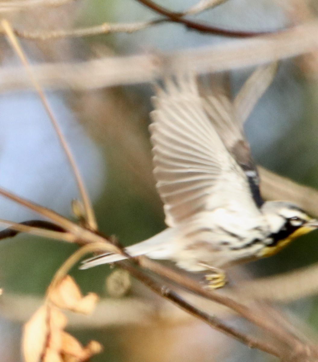 Yellow-throated Warbler - ML645401402