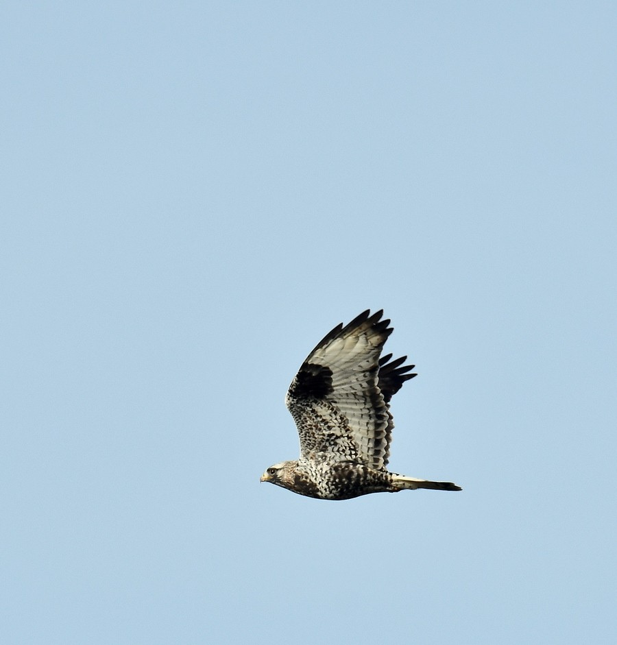 Rough-legged Hawk - ML645401404