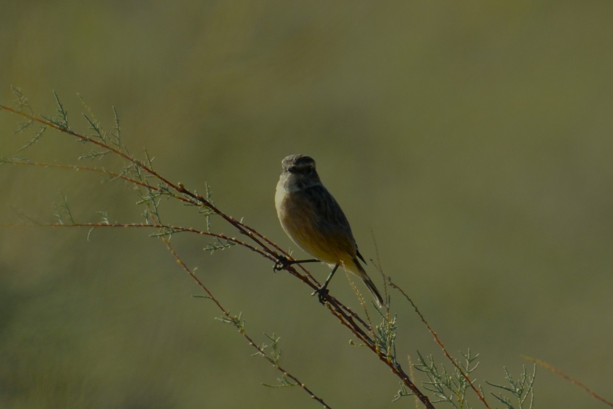 European Stonechat - ML645401413